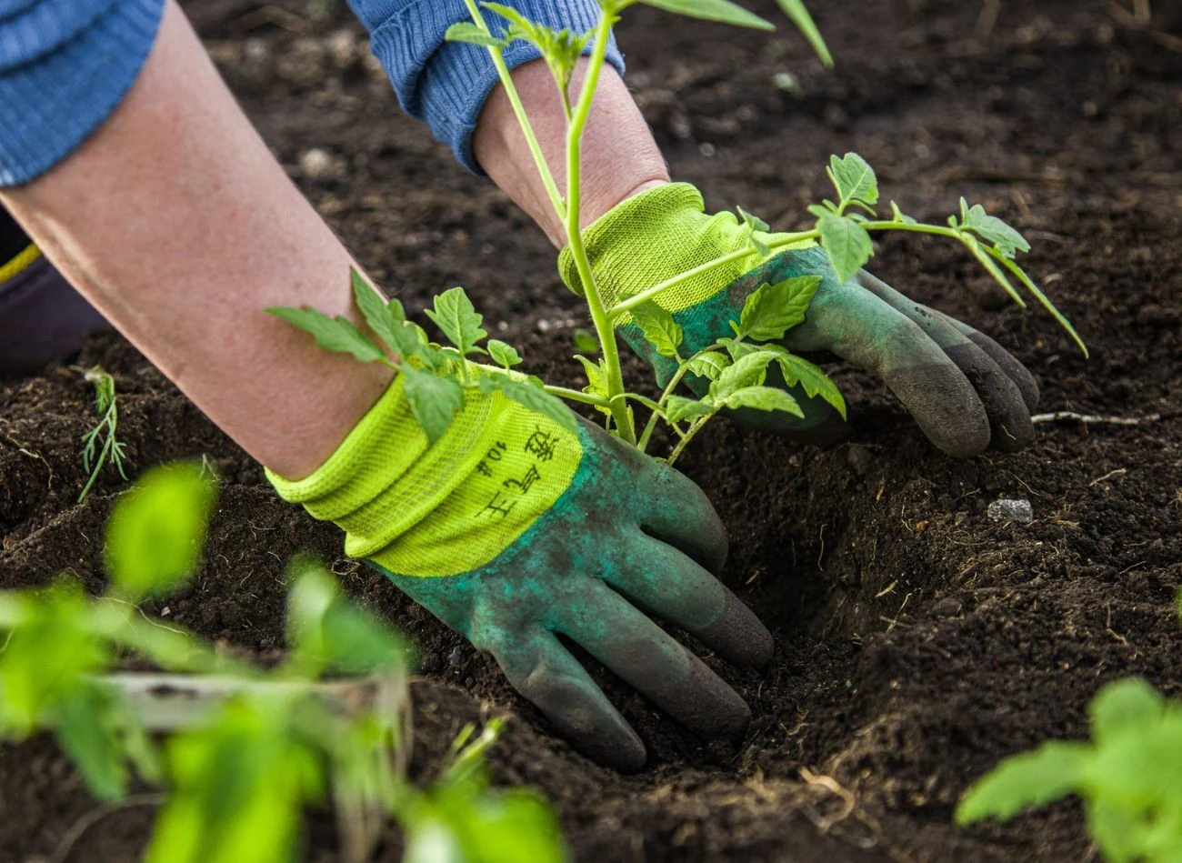 Zanim posadzisz pomidory do gruntu, dobrze przyjrzyj się liściom sadzonek.