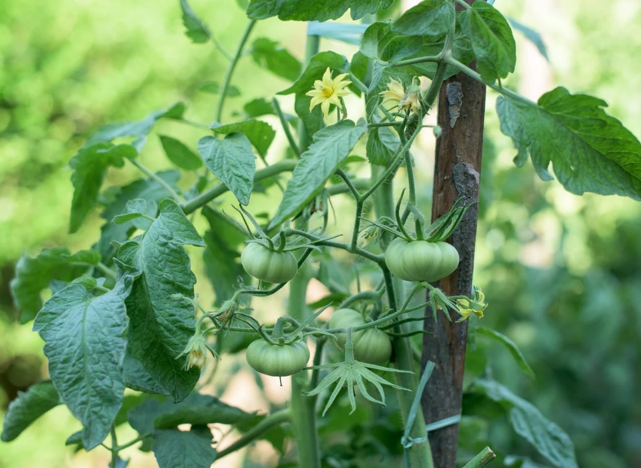 Dzięki regularnej kontroli liści i dbaniu o roślinę, sadzonki wypuszczą bujne, zdrowe pędy i soczyste owoce.