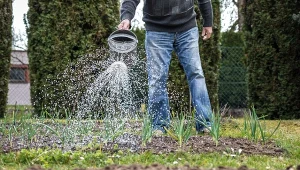 Poznaj skuteczną metodę nawadniania czosnku, pomidorów i innych roślin w ogrodzie.