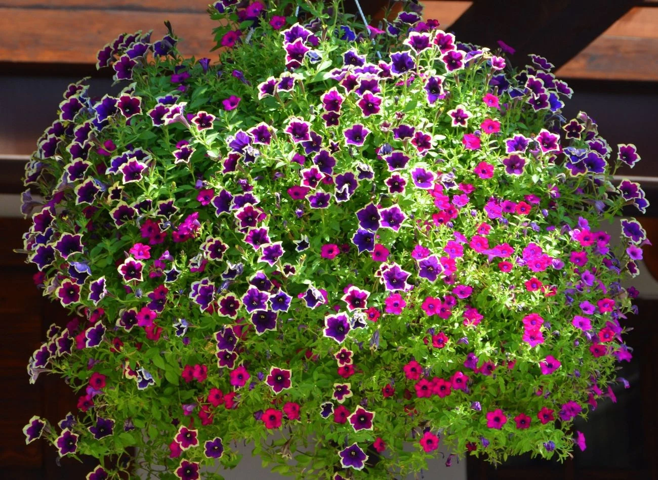 W upalne dni Supertunia wymaga podlewanie dwa razy dziennie.