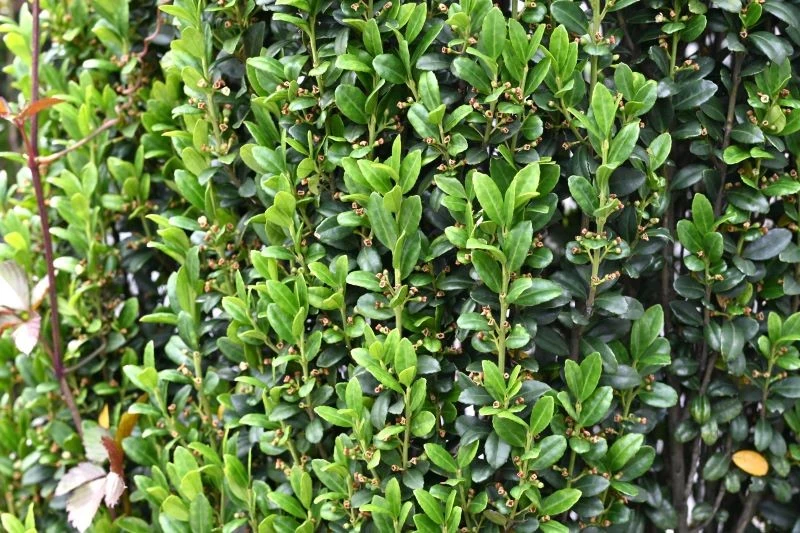 Ostrokrzew karbowanolistny wygląda prawie tak samo jak bukszpan