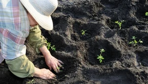 Po 15 maja uznaje się za bezpieczny czas na sadzenie pomidorów do gruntu.