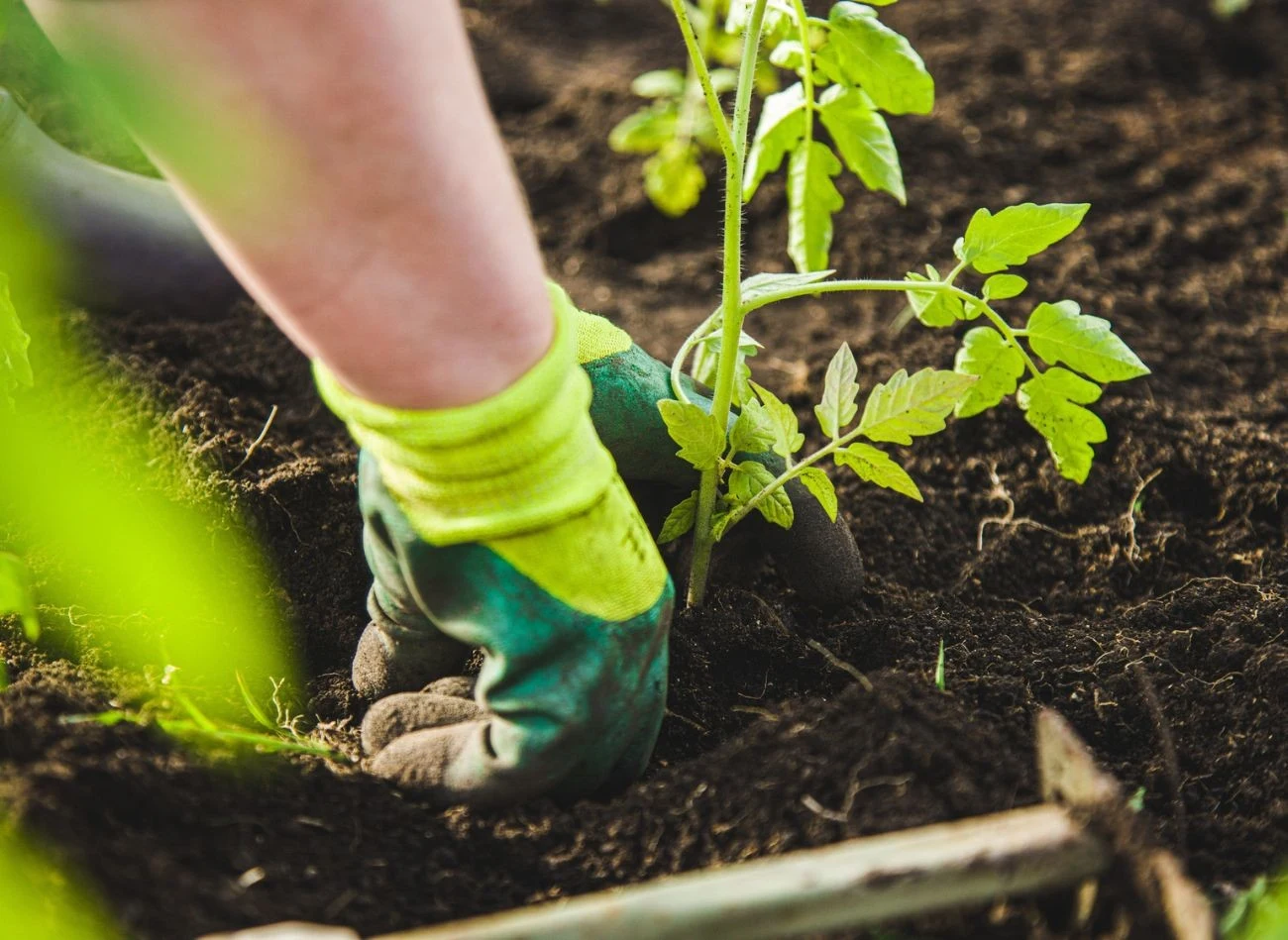 To, co znajdzie się na dnie dołka, ma ogromne znaczenie dla przyszłego wzrostu i plonowania pomidorów.