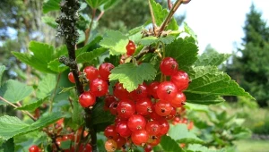 Drugie ważne nawożenie porzeczek. Płynny, naturalny nawóz podwaja plonowanie