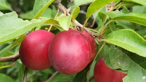 Owoce śliwy wiśniowej 'Pisardii" są twarde, słodko-kwaśne - idealnie nadają się na przetwory.