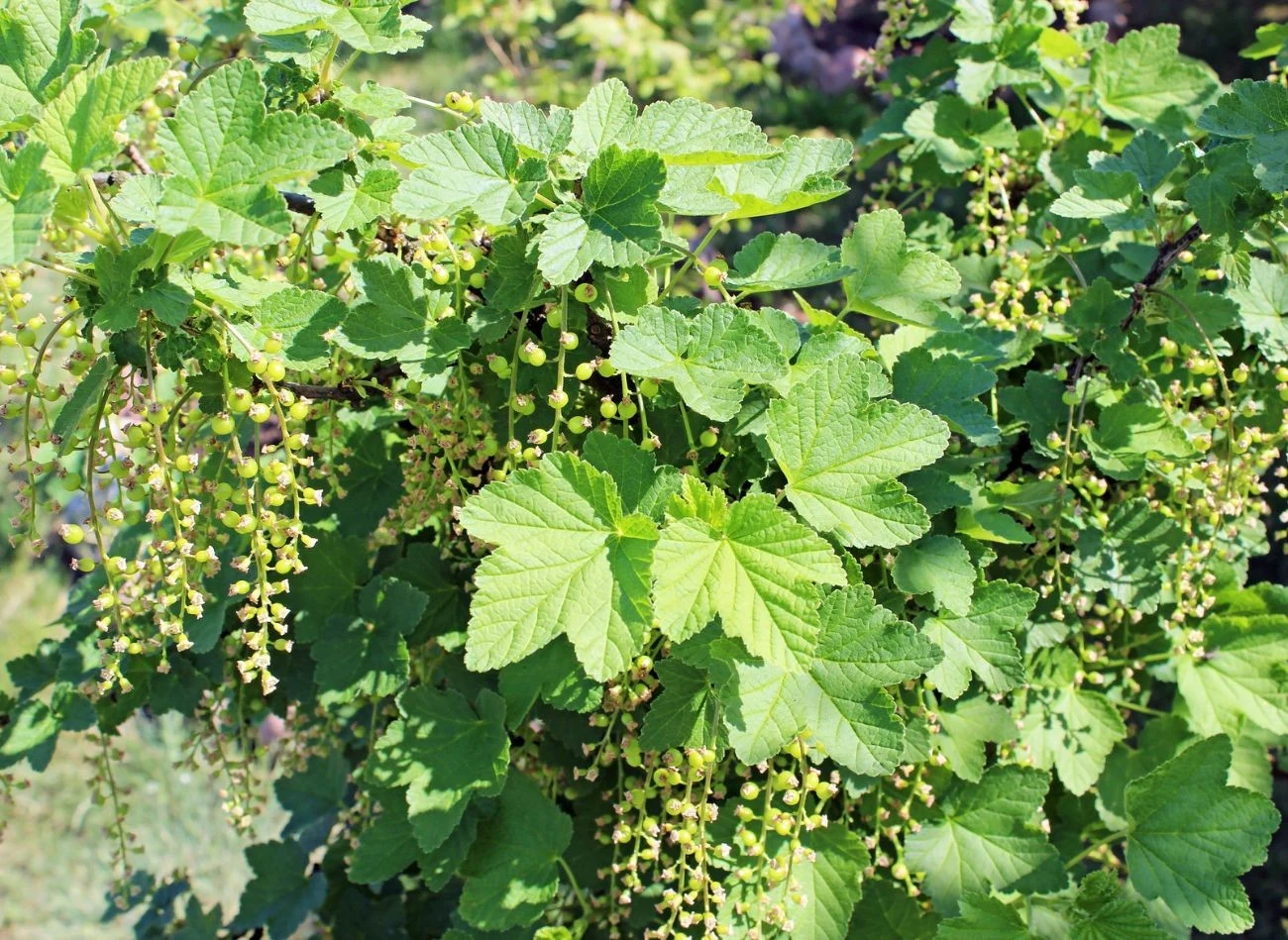 Porzeczki nawozimy dwa razy wiosną oraz raz jesienią. Warto stosować naturalne nawozy, które wzmacniają krzew i pobudzają do owocowania.