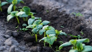 Po siewie ogórków warto pomyśleć o ich nawożeniu.