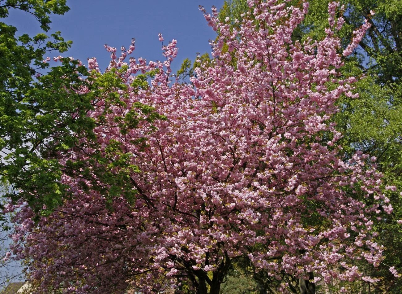 Wiosną śliwa wiśniowa zachwyca drobnymi różowymi kwiatami.