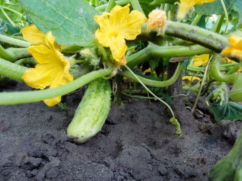Naturalne nawożenie to sekret obfitego owocowania ogórków