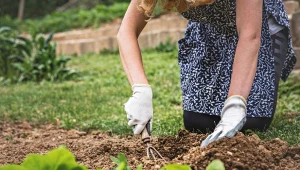 Koronę cesarska sadzi się pod koniec lata, ale jej cebule można wykorzystać do walki ze szkodnikami w ogrodzie.