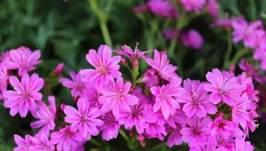 Lewizja to konkurentka popularnej pelargonii. Nadaje się do uprawy w gruncie i w donicy.