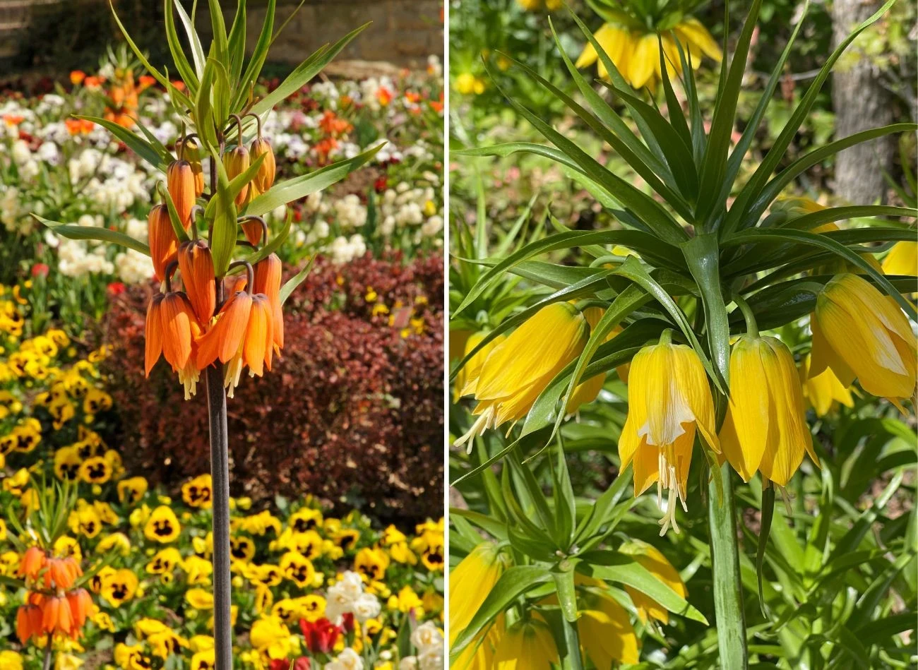 Korona cesarska to majestatyczna roślina, która nie ma zbyt wygórowanych wymagań uprawowych. Fot. vora/JewelZNish