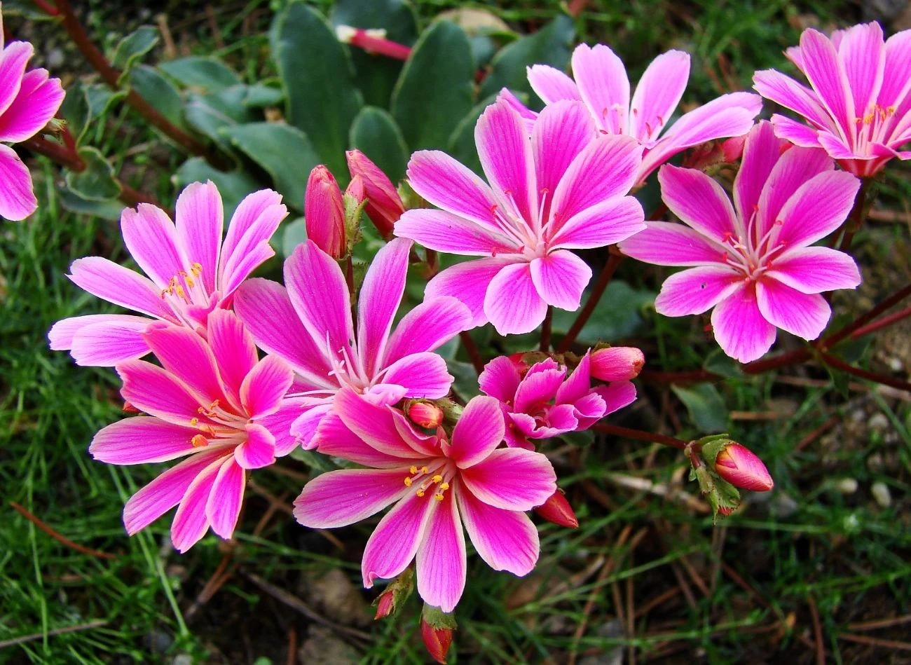 Lewizja liścieniowa