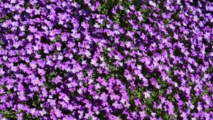 5 bylin okrywowych na szybki efekt w ogrodzie. Nie są ekspansywne i mają małe wymagania