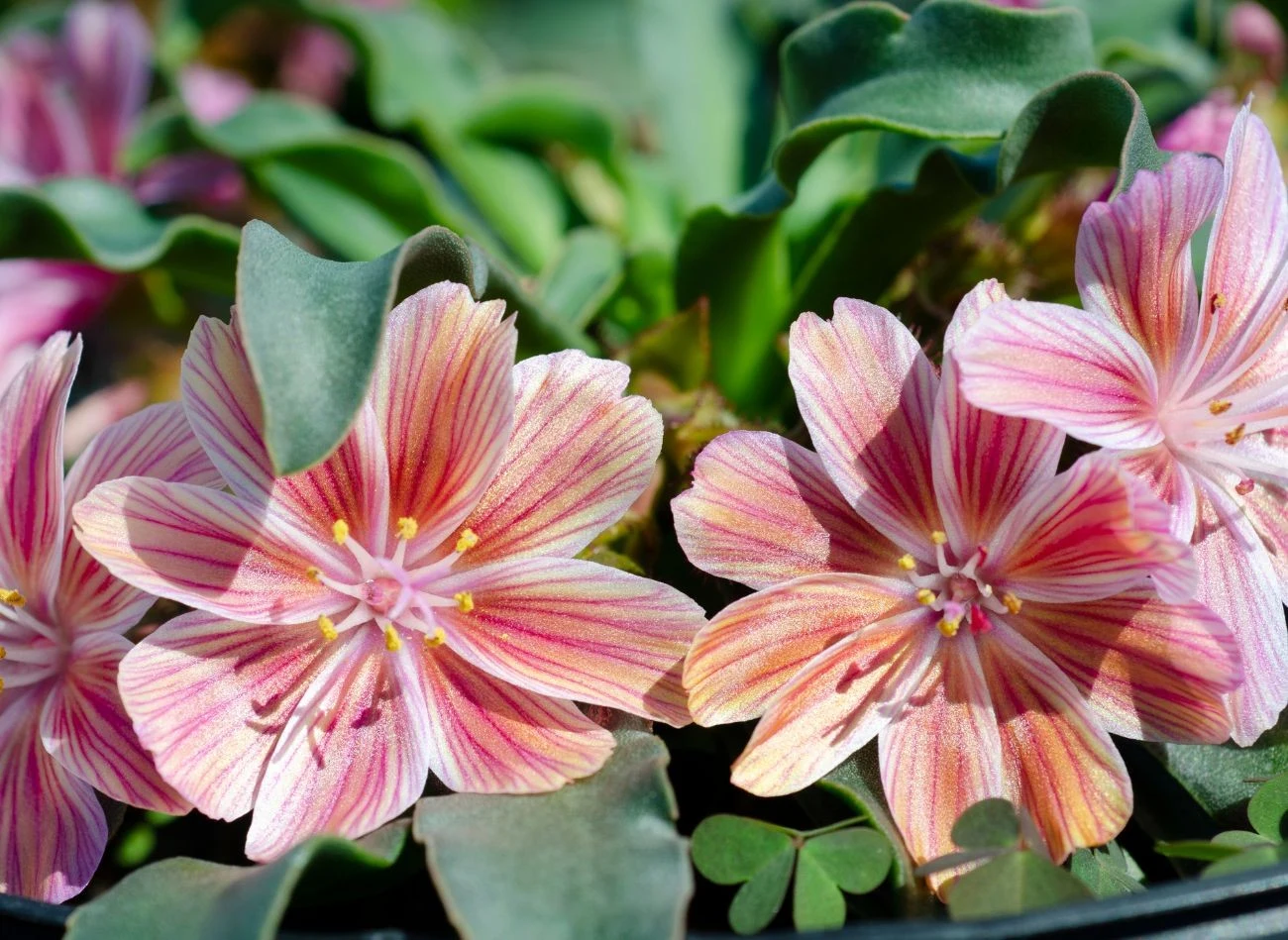 Stanowisko dla lewizji powinno być jasne, najlepiej z sześciogodzinnym dostępem do światła dziennego.