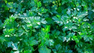 Sprawdź, jakich błędów w uprawie marchewki i pietruszki warto unikać.