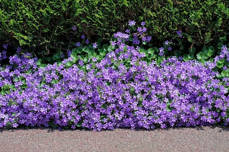 Dzwonek dalmatyński (Campanula portenschlagiana) zachwyci każdego miłośnika kwiatów