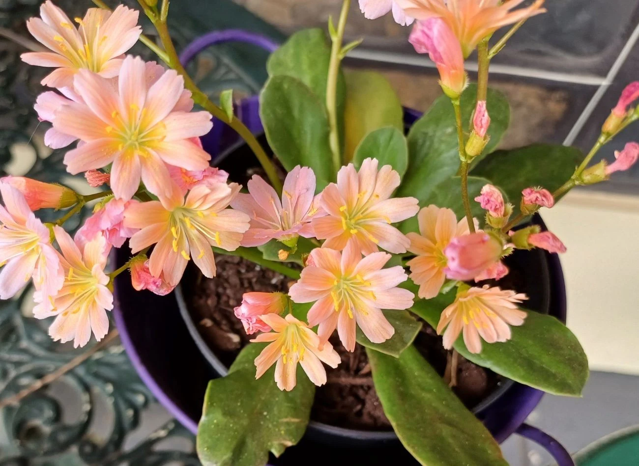 Lewizja dobrze znosi też uprawę pojemnikową, o ile zapewni się jej szybki odpływ wody i odpowiednią izolację.