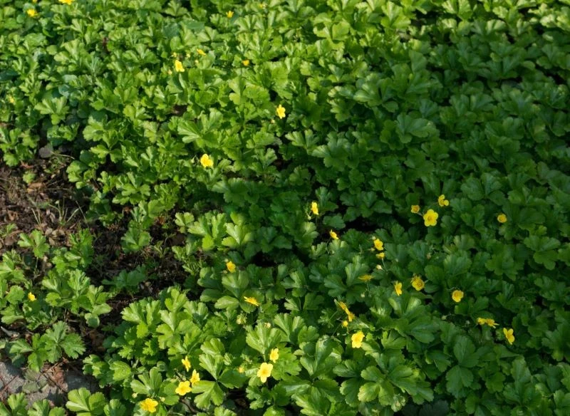 Pragnia syberyjska (Waldsteinia ternata) szybko rośnie nawet w cieniu