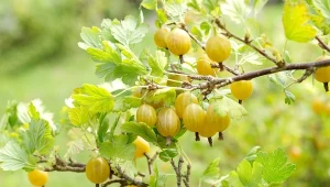 Czym podlewać agrest po przekwitnięciu, by krzew miał dużo owoców?