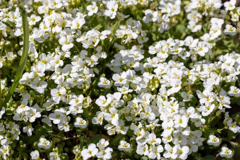 Gęsiówka kaukaska (Arabis caucasica) nie wymaga częstego podlewania