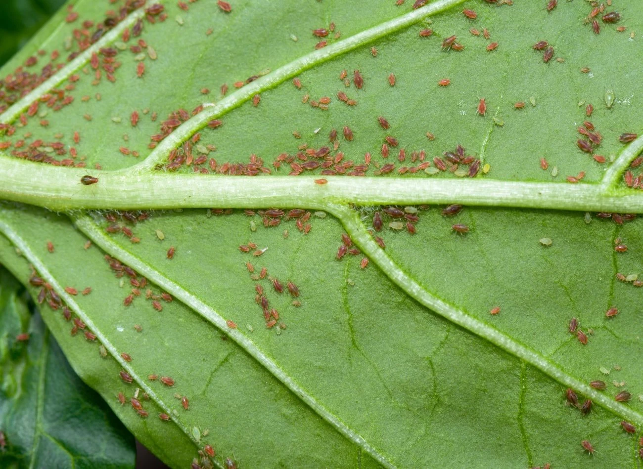 Mszyce żerują głównie na spodniej stronie liści