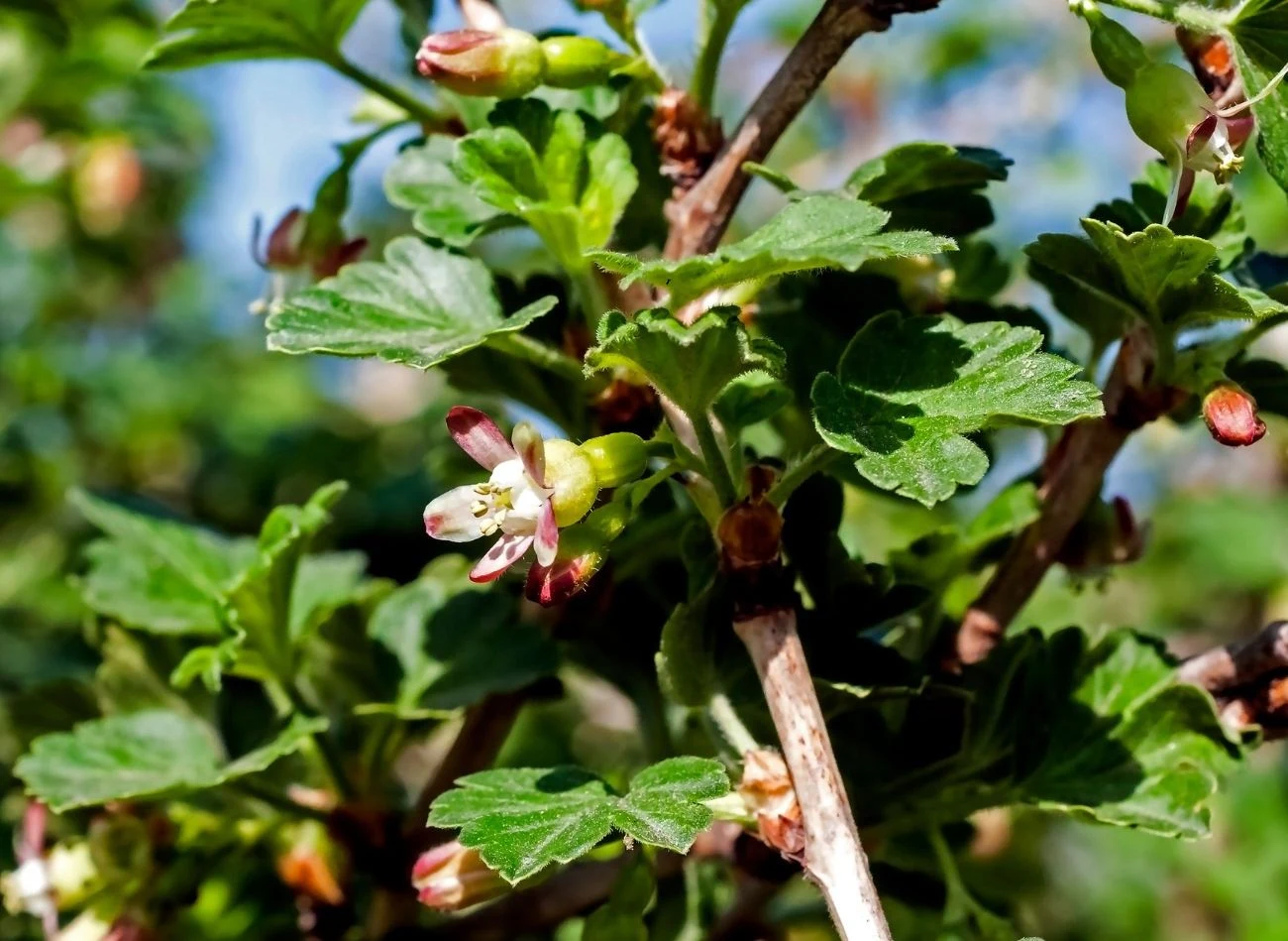 Po przekwitnięciu agrest potrzebuje przede wszystkim potasu i fosforu.