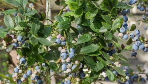 Liście rabarbaru - jak wykorzystać je w ogrodzie?