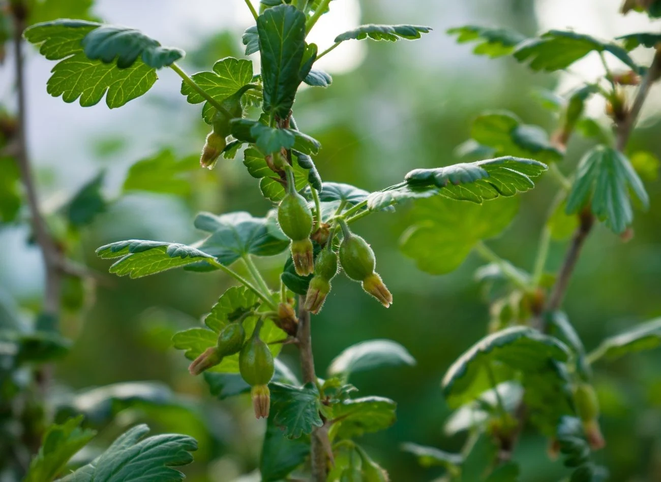 W maju i w czerwcu, gdy zawiązują się owoce agrestu, warto korzystać z dobrodziejstw nawozu z pokrzywy oraz popiołu drzewnego