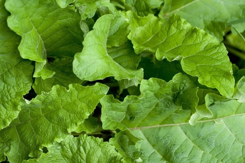Liście rabarbatu mają rozłożysty kształt