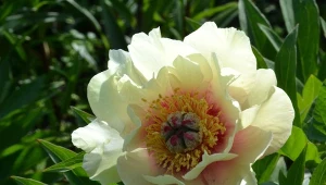 Jak uprawiać piwonie Młokosiewicza?