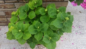 Odpowiednie nawożenie przygotuje hortensje do długiego i obfitego kwitnienia.