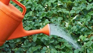 Jak uprawiać truskawki, by mieć słodkie owoce? Przygotuj naturalny nawóz.