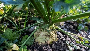 Podpowiadamy, co sadzić obok selera, aby uzyskać zdrowy i duży plon.