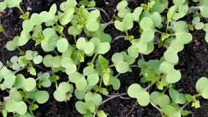 Gorczyca to jeden z nawozów zielonych, które warto uprawiać w warzywniku.