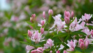 Kolkwicja chińska prezentuje się równie dobrze co azalia. Jest jednak zdecydowanie łatwiejsza w uprawie.