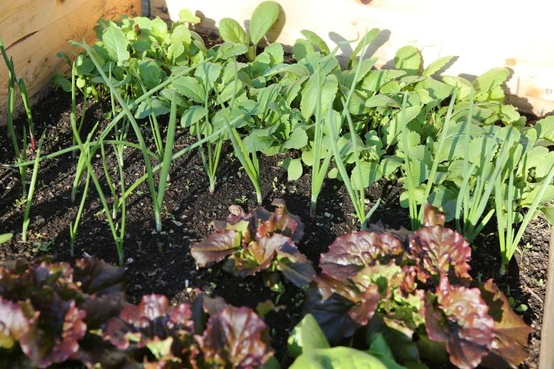 Użyźnienie gleby i ograniczenie wzrostu chwastów to niejedyne korzyści płynące z siewu nawozów zielonych w ogródku warzywnym