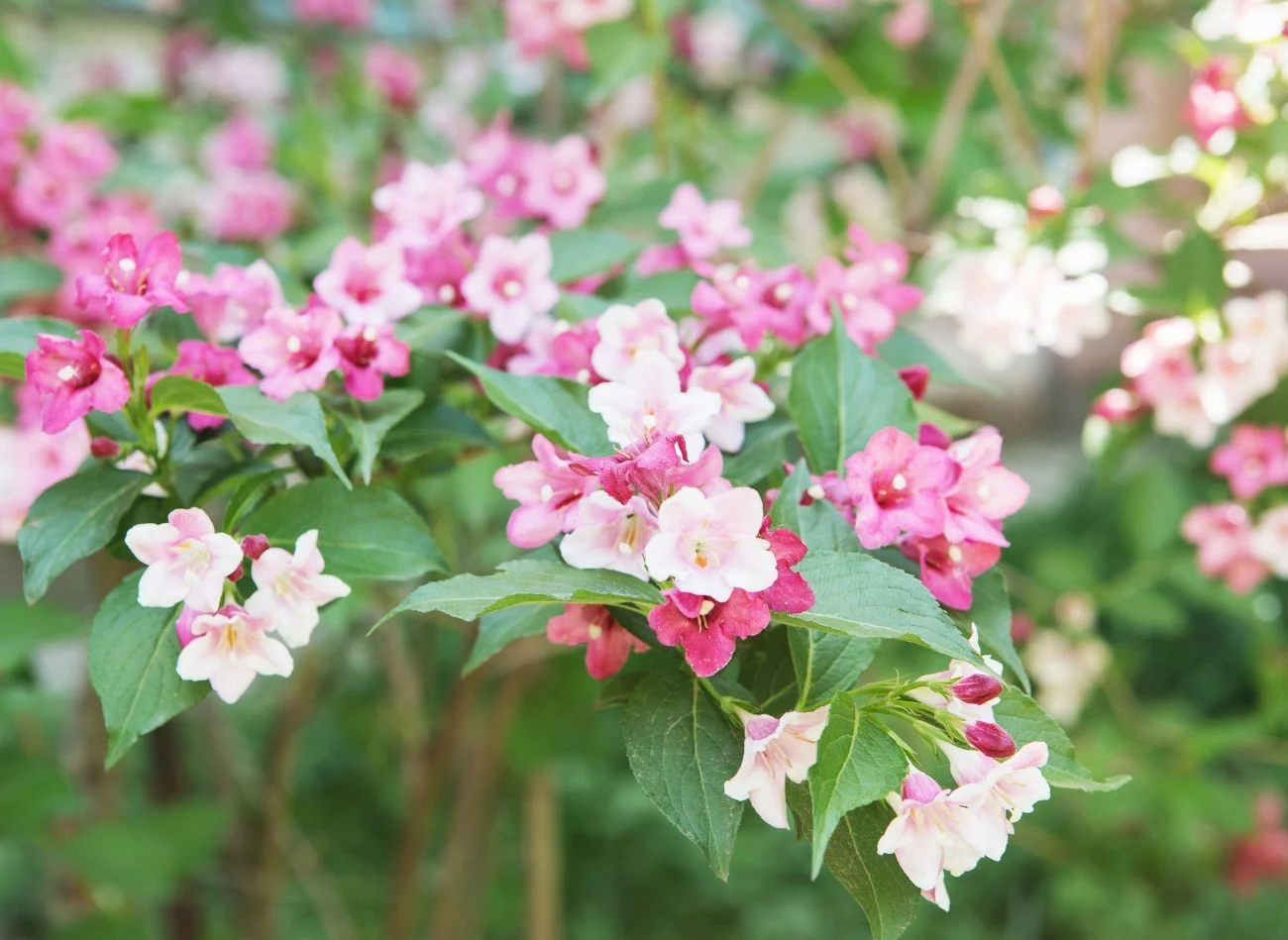 Delikatne, różowobiałe kwiaty kolkwicji pojawiają się od maja do czerwca.