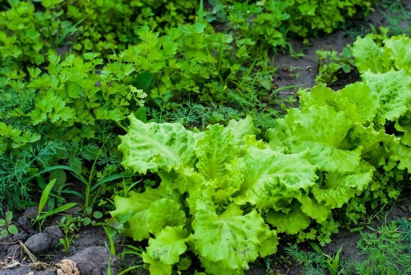 Nawozy zielone trzeba przekopać na co najmniej 2 tygodnie przed uprawą warzyw