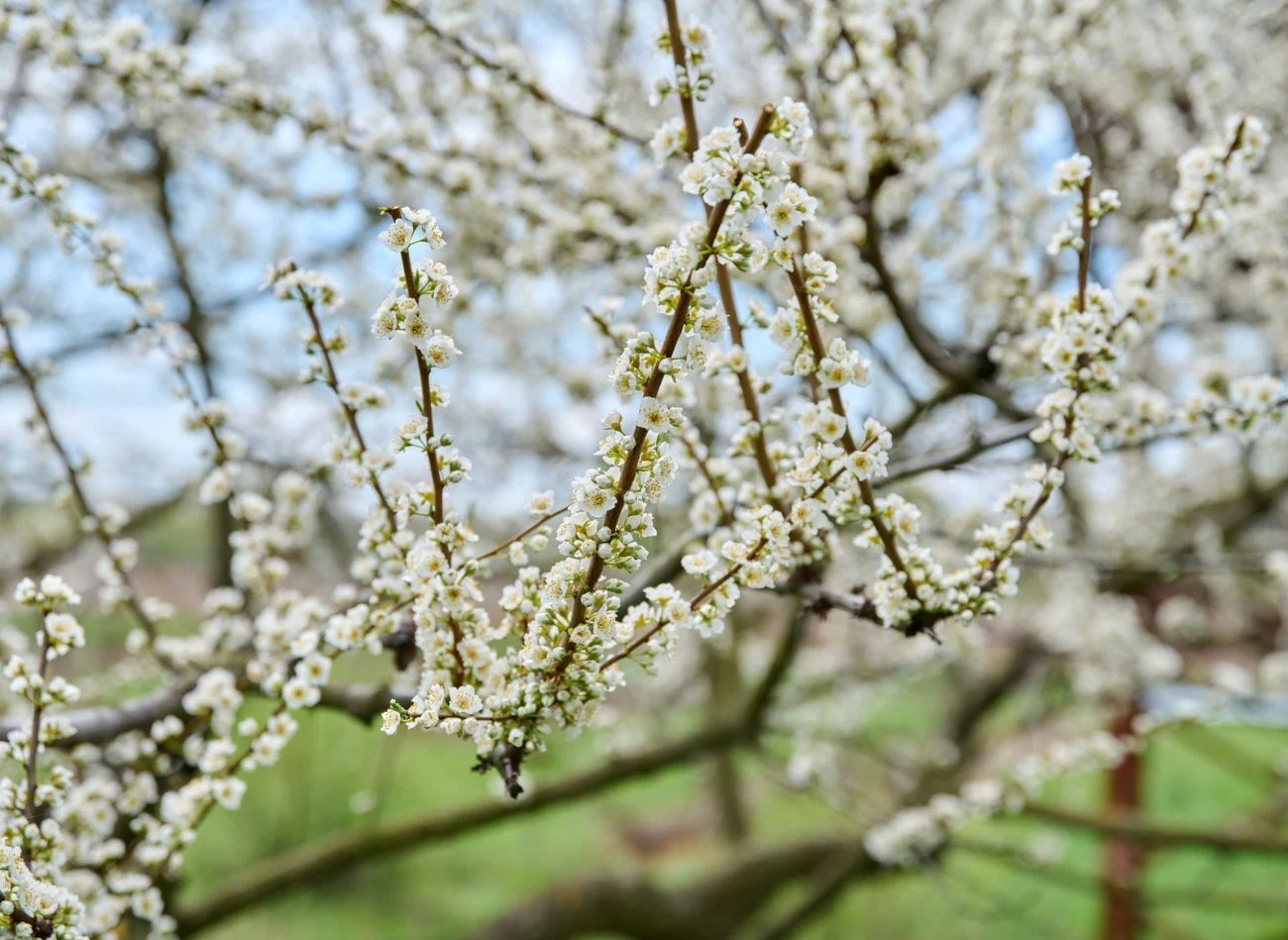 Przed sezonem wegetacyjnym ważne jest właściwe nawożenie, które pobudza drzewa do kwitnienia.