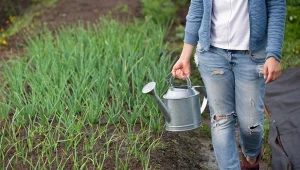 Jakie rośliny w ogrodzie podlewać gnojówką z mniszka lekarskiego?