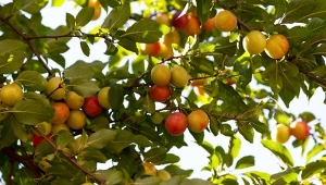 Śliwa japońska - najlepsze odmiany i uprawa