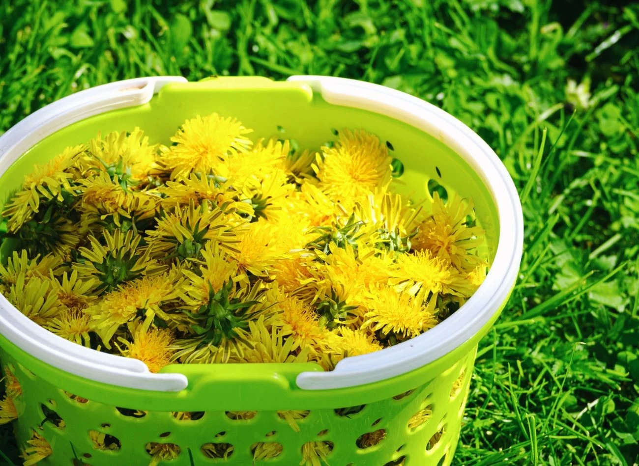 Do przygotowania gnojówki z kwiatów mniszka potrzeba ok. 1 kg świeżych kwiatów.