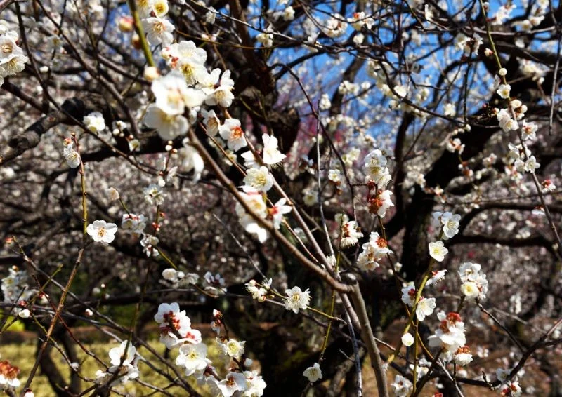 Choć śliwa japońska to niewielkie drzewo, warto dobrać jej odmianę w zależności od dostępnego w ogrodzie miejsca