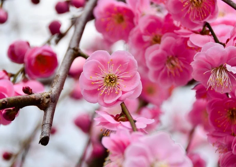 Wczesną wiosną śliwa japońska obsypuje się niezwykle urokliwymi kwiatami
