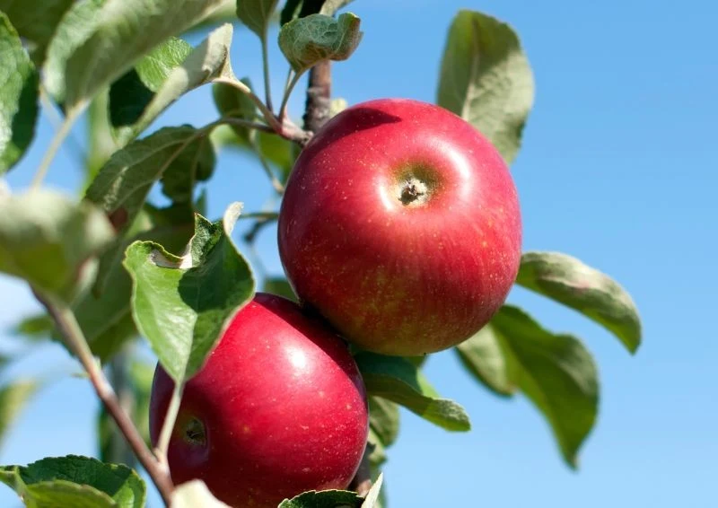 Parch jabłoni atakuje początkowo liście, a później całe owoce.