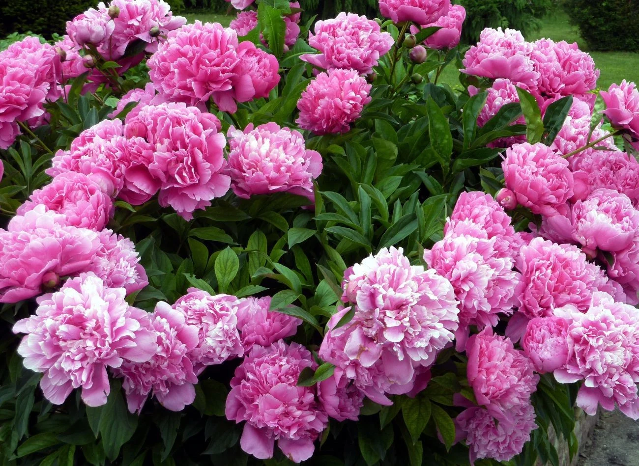 Gnojówka z mniszka lekarskiego świetnie sprawdzi się do nawożenia piwonii