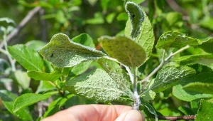 Jak zrobić naturalne środki ochrony roślin?