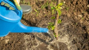 Czym nawozić drzewa owocowe na wiosnę?