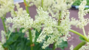 Kwitnienie rabarbaru: dlaczego to problem?